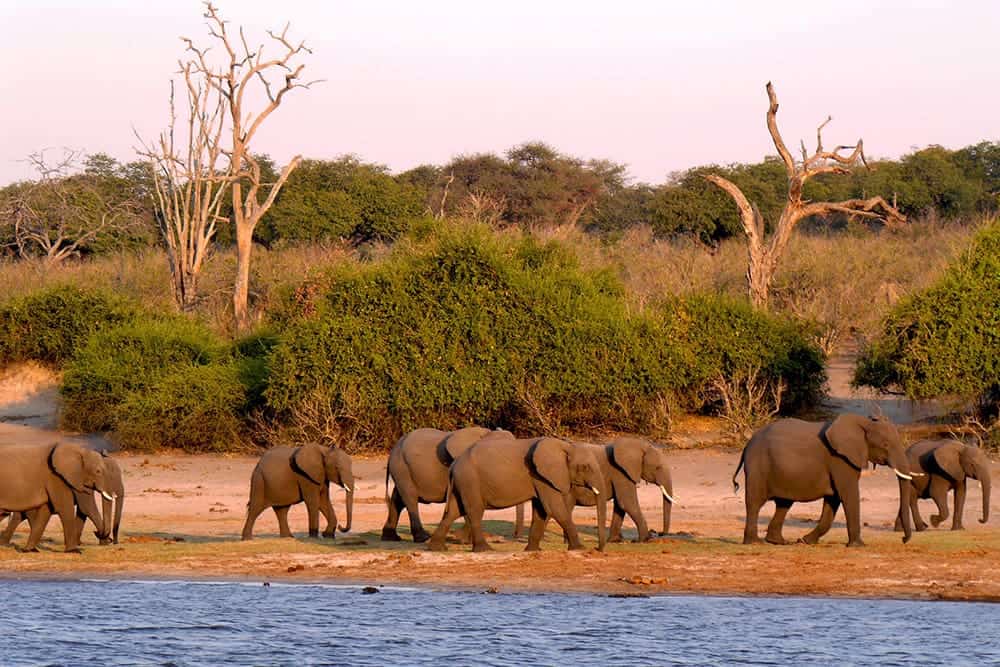 flying a drone in Botswana