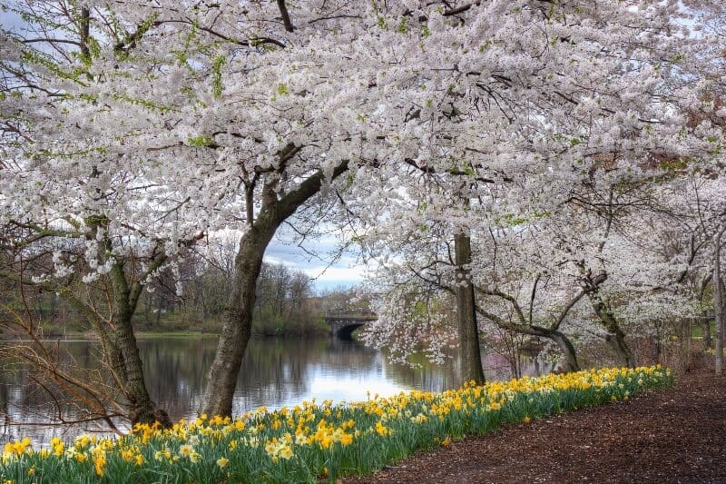 fly drone Branch Brook Park