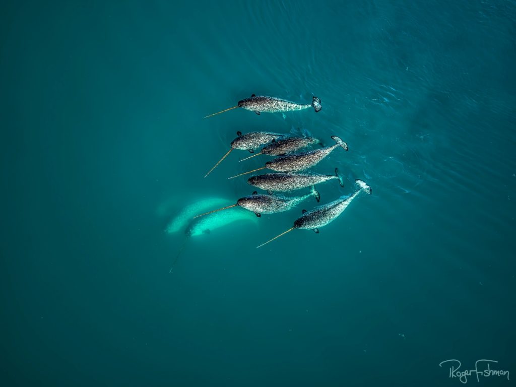 roger-fishman-narwhal