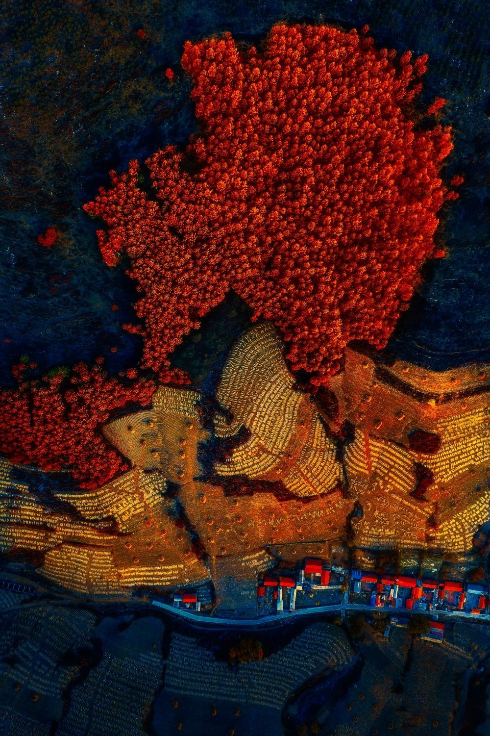 flower-earth-8th-skypixel