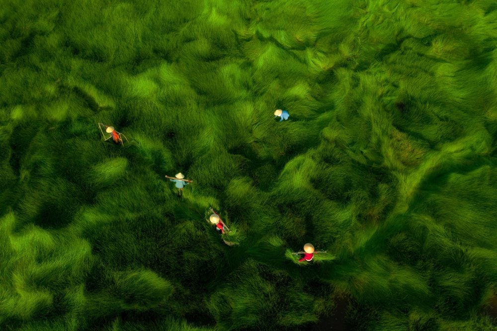 harvesting-grass-8th-skypixel