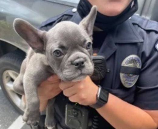 french-bulldog-drone