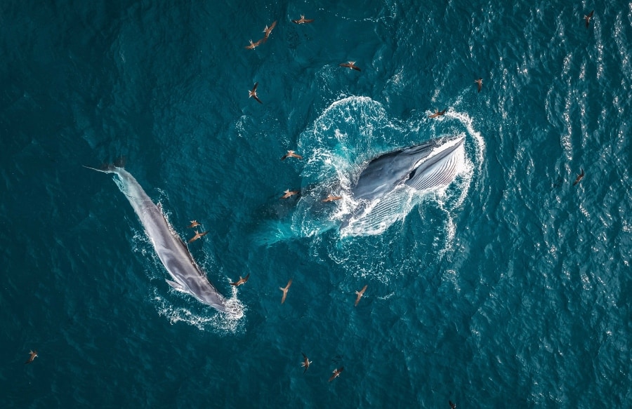 skypixel-3-nature-9th