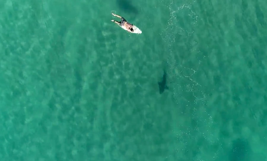 drones-sharks-australia