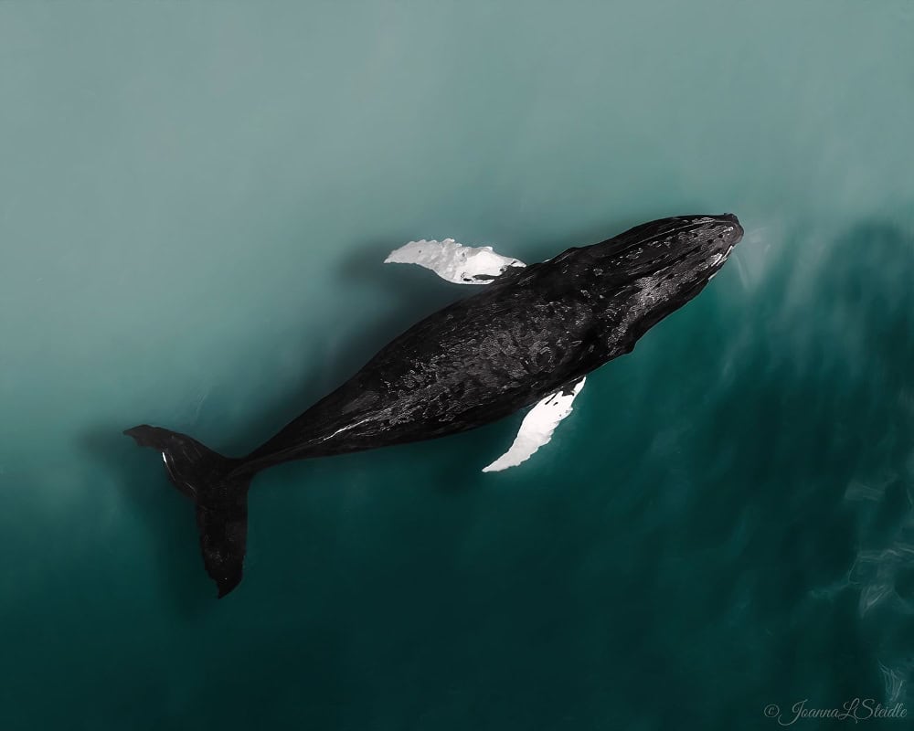 humpback-whale-drone-photo
